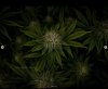 grow-with-medicgrow-smart8-spacementgrown-day36flower-11.jpg