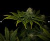 grow-with-medicgrow-smart8-spacementgrown-day36flower-13.jpg