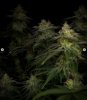 grow-with-medicgrow-smart8-spacementgrown-day36flower-21.jpg