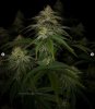 grow-with-medicgrow-smart8-spacementgrown-day36flower-22.jpg