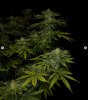 grow-with-medicgrow-smart8-spacementgrown-day36flower-28.jpg