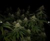 grow-with-medicgrow-smart8-spacementgrown-day36flower-32.jpg