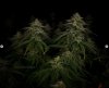 grow-with-medicgrow-smart8-spacementgrown-day36flower-35.jpg