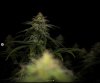 grow-with-medicgrow-smart8-spacementgrown-day36flower-36.jpg