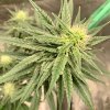 5712996_grow-journal-by-leastexpectedgrowerdutch-passiondurban-poison.jpg