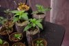 first-grow-20220405-9886.jpg