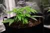 first-grow-20220420-0122.jpg