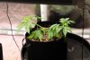 first-grow-20220426-0166.jpg