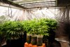 first-grow-20220601-0622.jpg