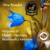 Woodhorse Seeds New Breeder.jpg