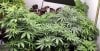 Mixed grow pic 1 -6-2-2022.jpg