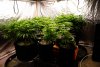 first-grow-20220603-0729.jpg