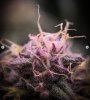 grow-with-medicgrow-smart8-spacementgrown-day39-1.jpg