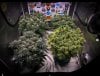 grow-with-medicgrow-smart8-spacementgrown-day39-2.jpg