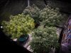 grow-with-medicgrow-smart8-spacementgrown-day39-3.jpg