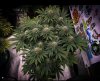 grow-with-medicgrow-smart8-spacementgrown-day40.jpg