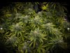 grow-with-medicgrow-smart8-spacementgrown-day40-4.jpg