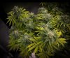 grow-with-medicgrow-smart8-spacementgrown-day40-6.jpg