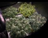 grow-with-medicgrow-smart8-spacementgrown-day40-7.jpg