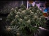 grow-with-medicgrow-smart8-spacementgrown-day40-11.jpg