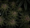 grow-with-medicgrow-smart8-spacementgrown-day42-1.jpg