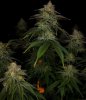 grow-with-medicgrow-smart8-spacementgrown-day42-13.jpg