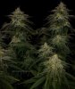 grow-with-medicgrow-smart8-spacementgrown-day42-14.jpg