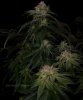 grow-with-medicgrow-smart8-spacementgrown-day42-18.jpg