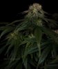 grow-with-medicgrow-smart8-spacementgrown-day42-19.jpg