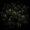 grow-with-medicgrow-smart8-spacementgrown-day42-22.jpg