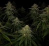 grow-with-medicgrow-smart8-spacementgrown-day42-26.jpg