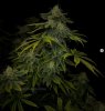 grow-with-medicgrow-smart8-spacementgrown-day42-27.jpg