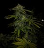 grow-with-medicgrow-smart8-spacementgrown-day42-28.jpg