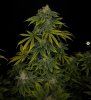 grow-with-medicgrow-smart8-spacementgrown-day42-29.jpg