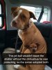 funny-dogs-photos-snapchats-27-5a9d548112a01__700.jpg