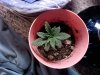 Plant B - Day 16.jpg