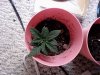 Plant B - Day 17.jpg