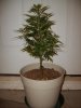 WW (Fatty McFatterson)-Day 14 of Flowering..jpg