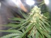 1st Grow Week 6 day 3 064.jpg