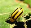 Cucumber-Beetle.jpg