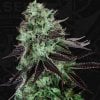 darkstar-th-seeds_2.jpg