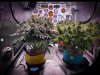 grow-with-medicgrow-smart8-spacementgrown-day42-45.jpg