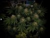 grow-with-medicgrow-smart8-spacementgrown-day47-4.jpg