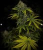 grow-with-medicgrow-smart8-spacementgrown-day47-6.jpg