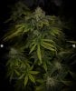 grow-with-medicgrow-smart8-spacementgrown-day47-7.jpg