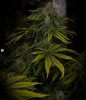 grow-with-medicgrow-smart8-spacementgrown-day47-9.jpg