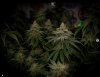 grow-with-medicgrow-smart8-spacementgrown-day47-10.jpg