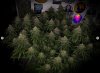 grow-with-medicgrow-smart8-spacementgrown-day47-11.jpg