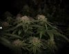 grow-with-medicgrow-smart8-spacementgrown-day47-16.jpg