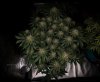 grow-with-medicgrow-smart8-spacementgrown-day47-18.jpg